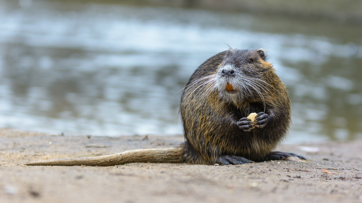 Nutria