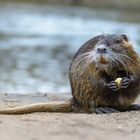 Nutria