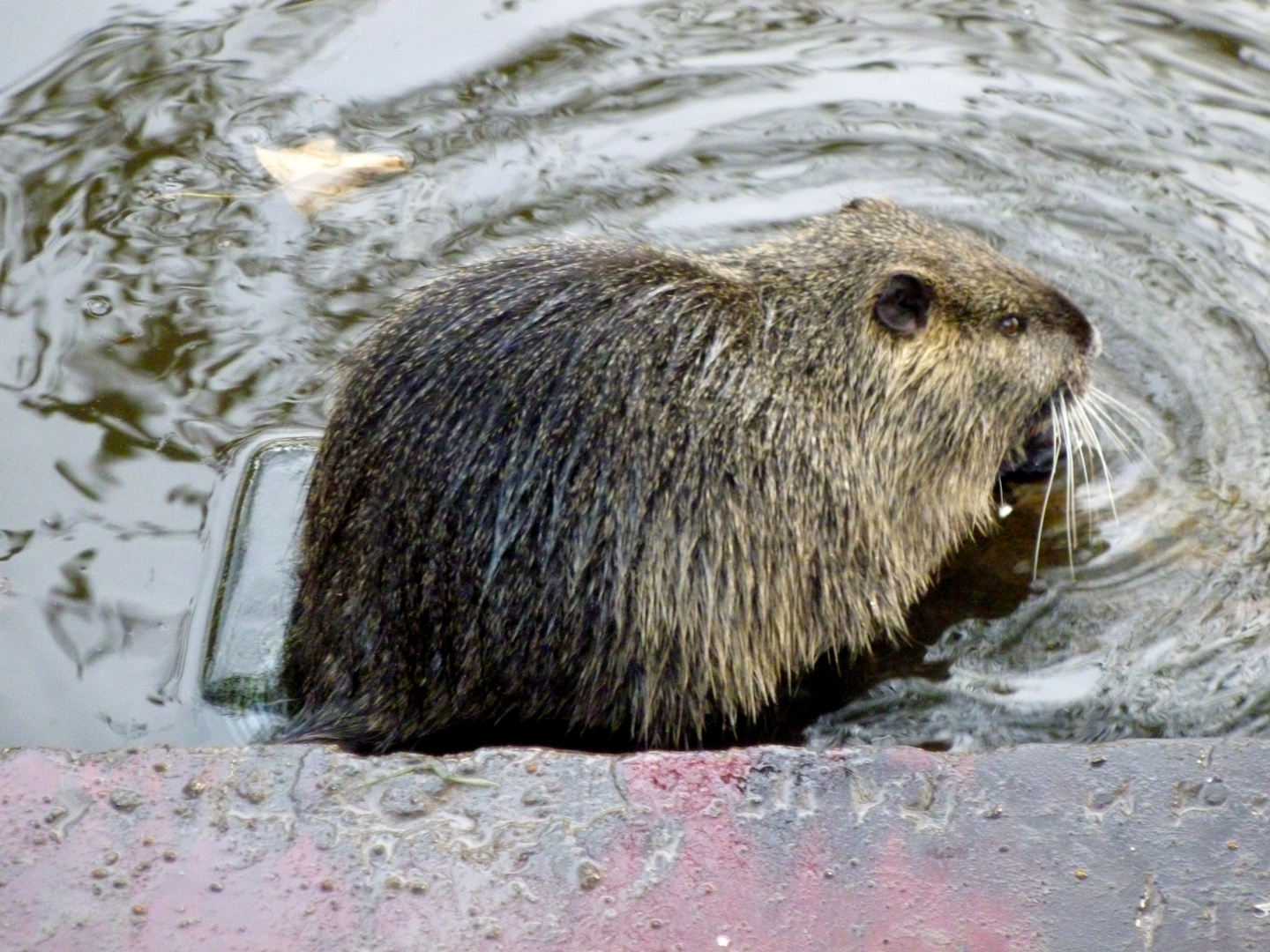 Nutria eating carrots