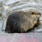 Nutria eating carrots