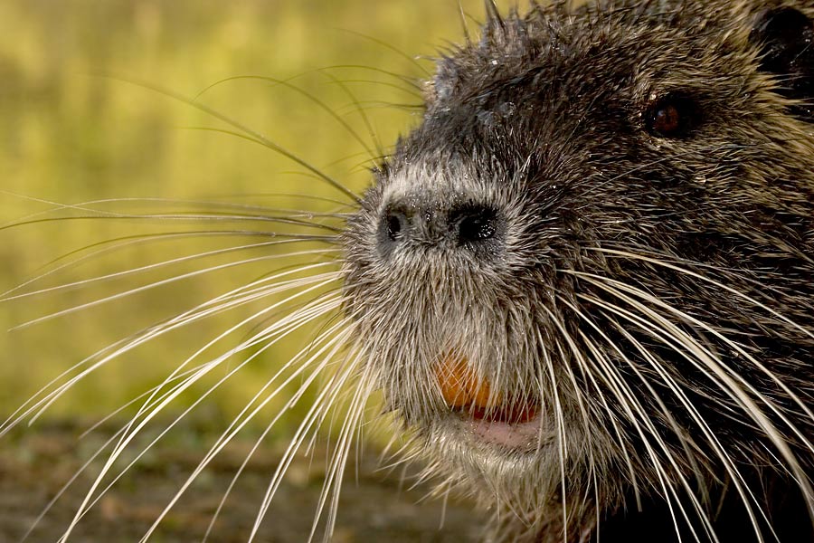 Nutria