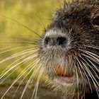 Nutria