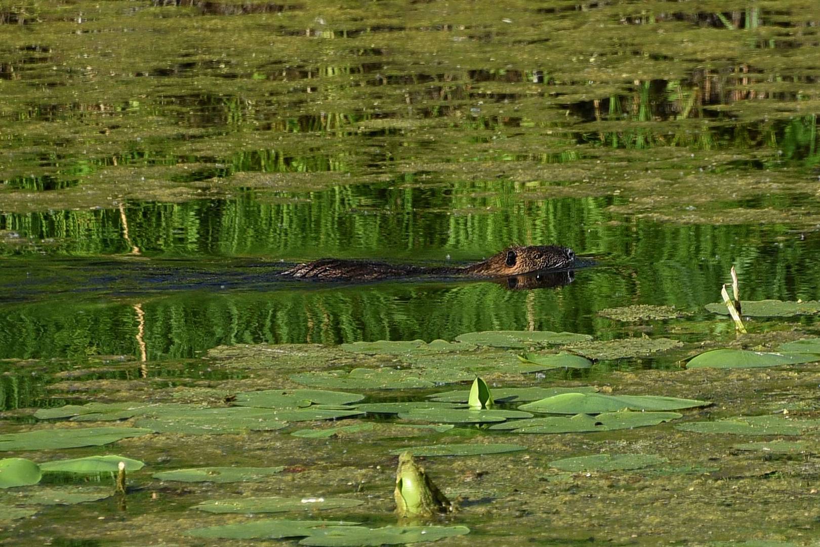 Nutria