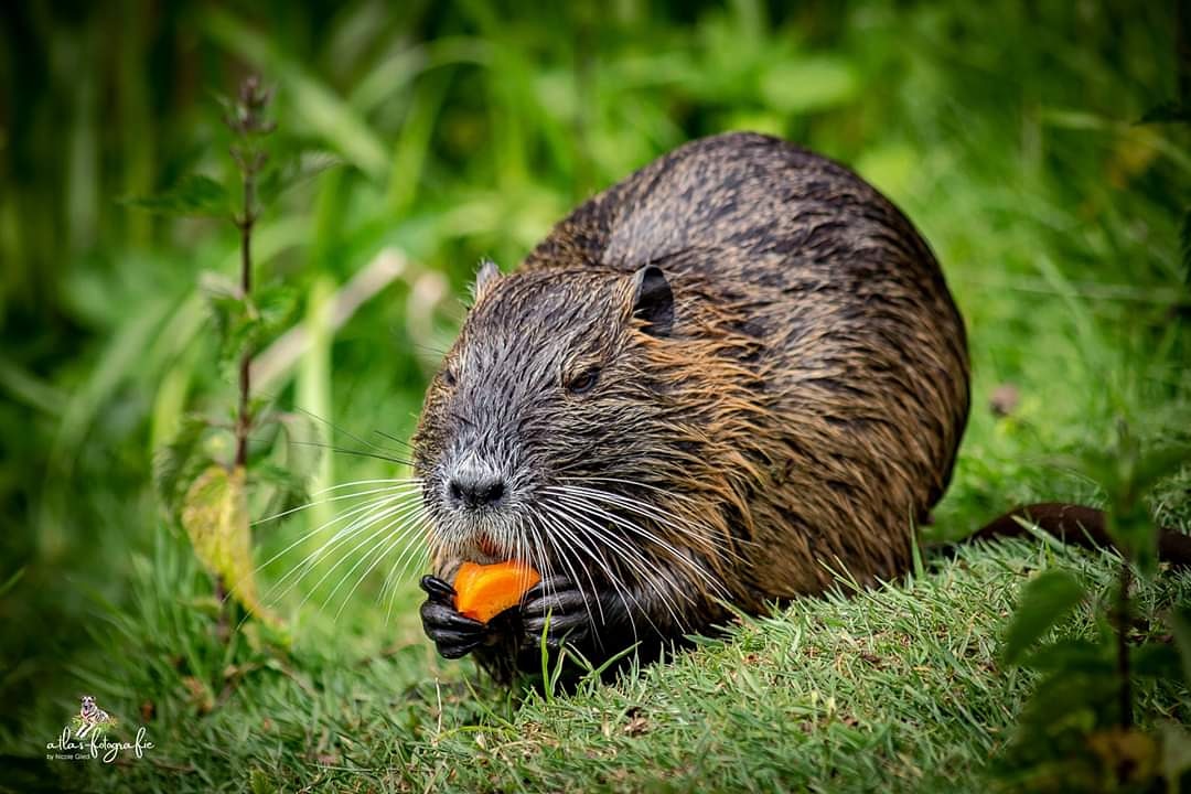 Nutria