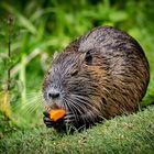 Nutria