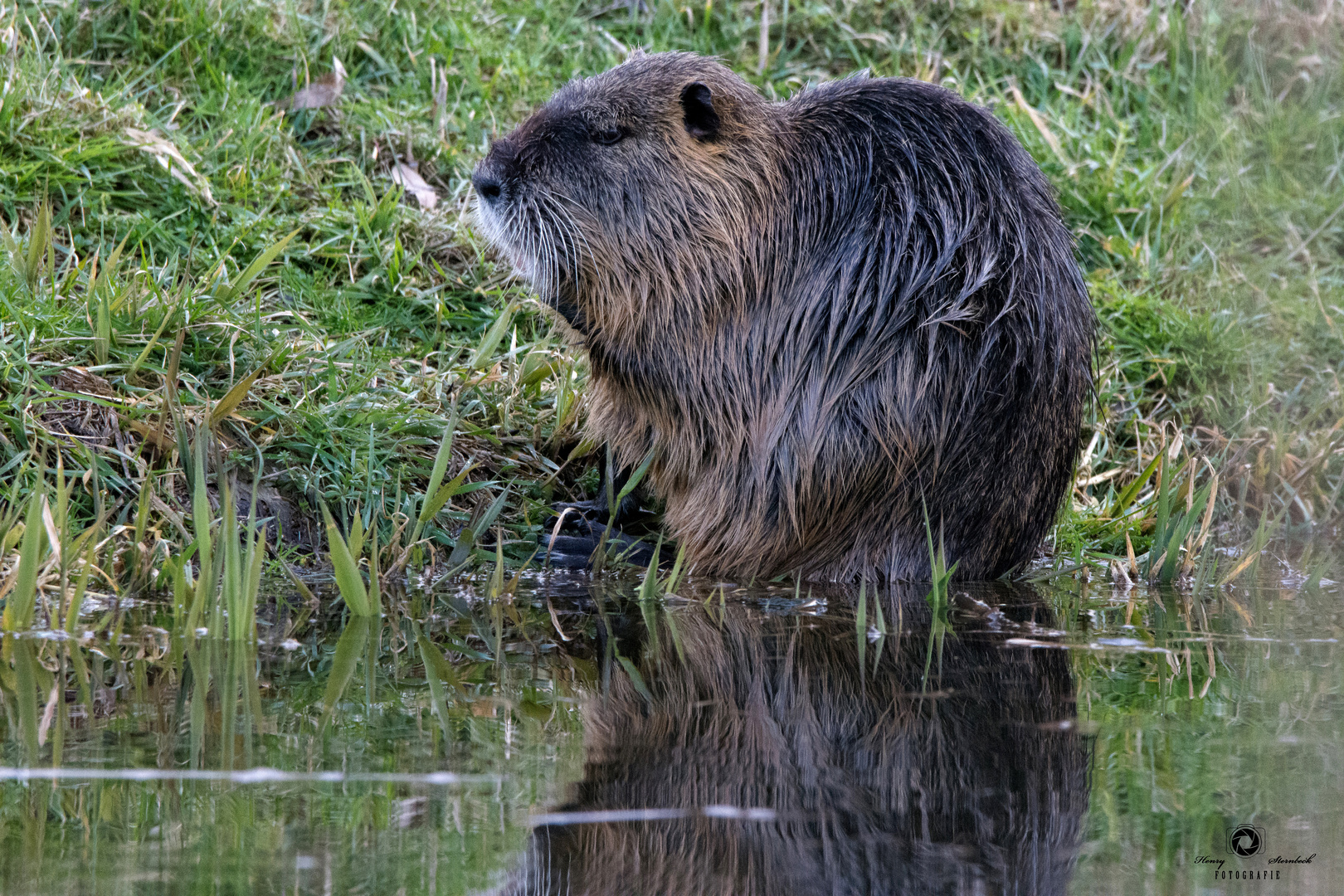 Nutria