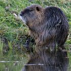 Nutria