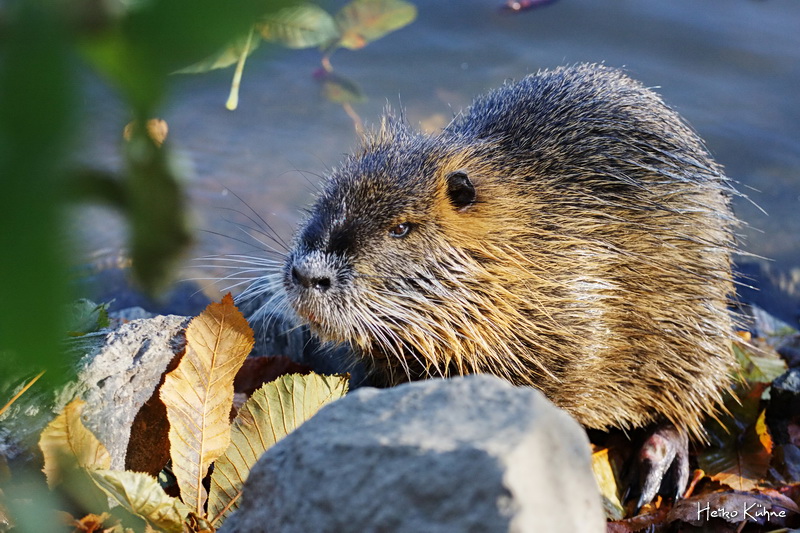 Nutria