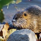 Nutria