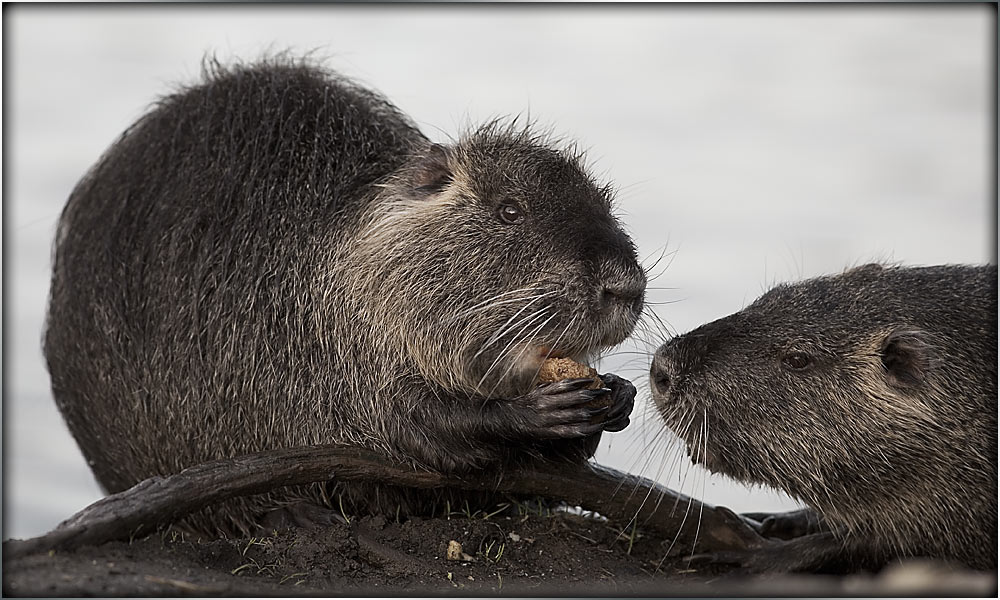 Nutria