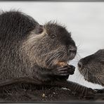 Nutria