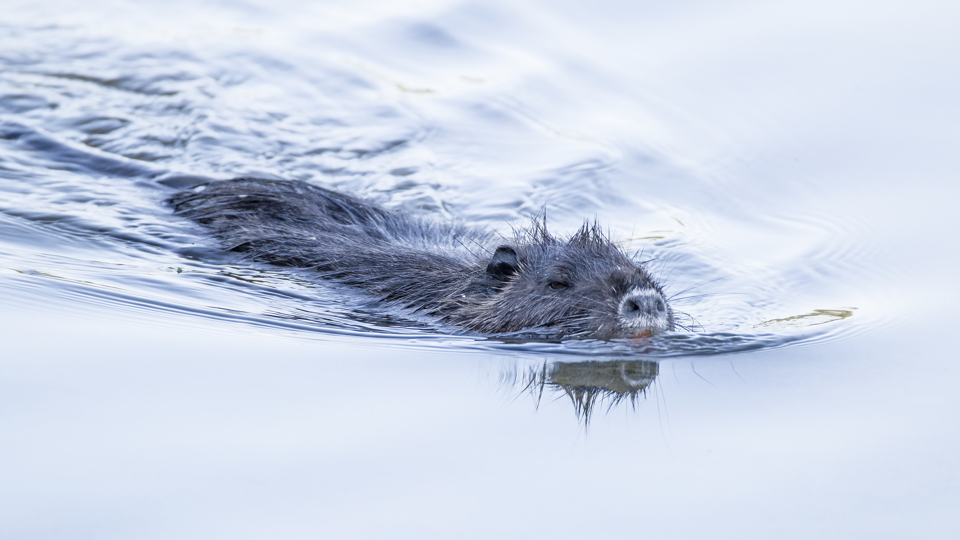 Nutria