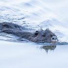 Nutria