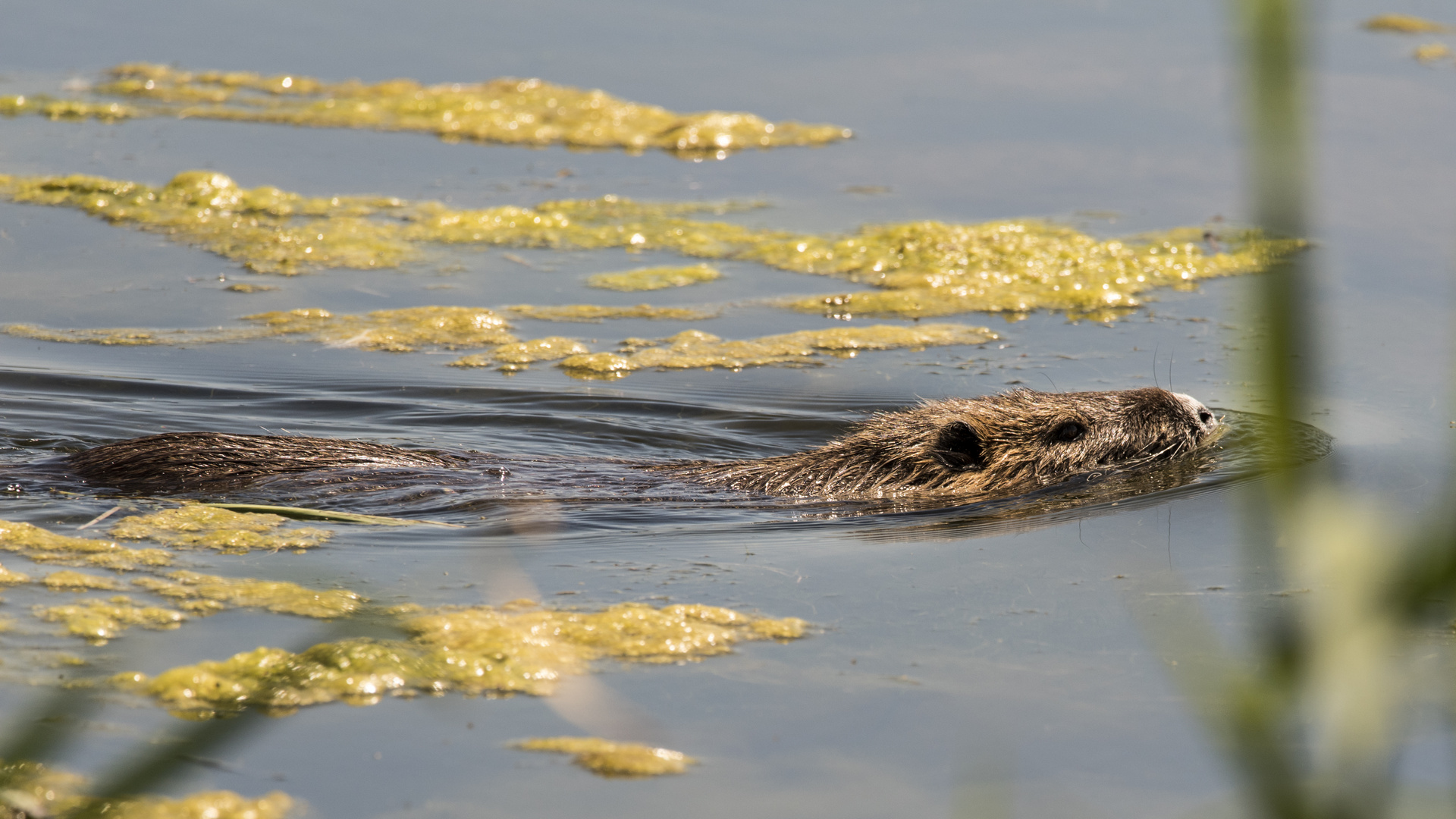 Nutria