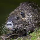 Nutria