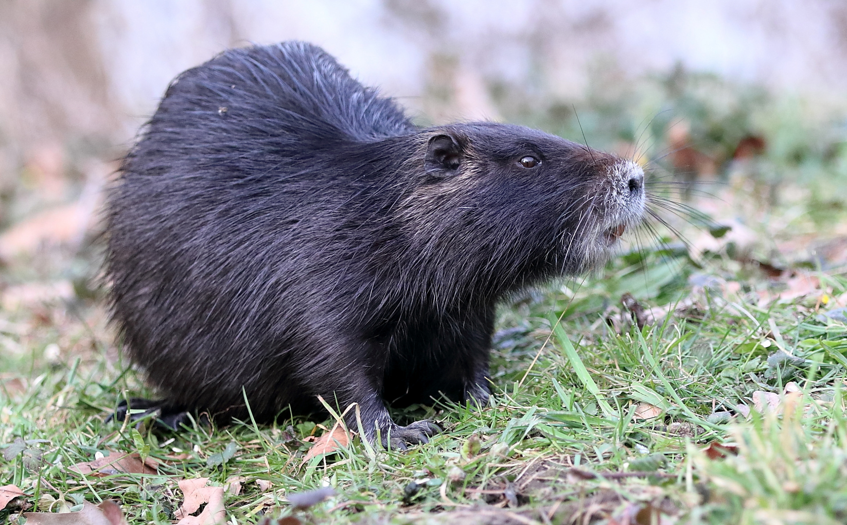 Nutria