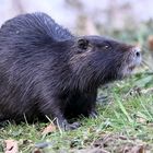 Nutria