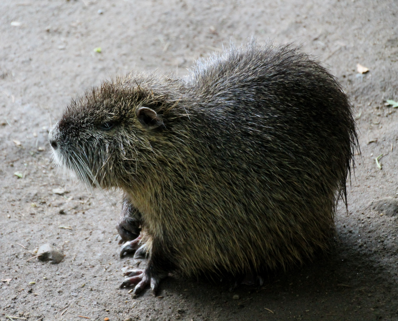 Nutria