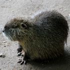 Nutria