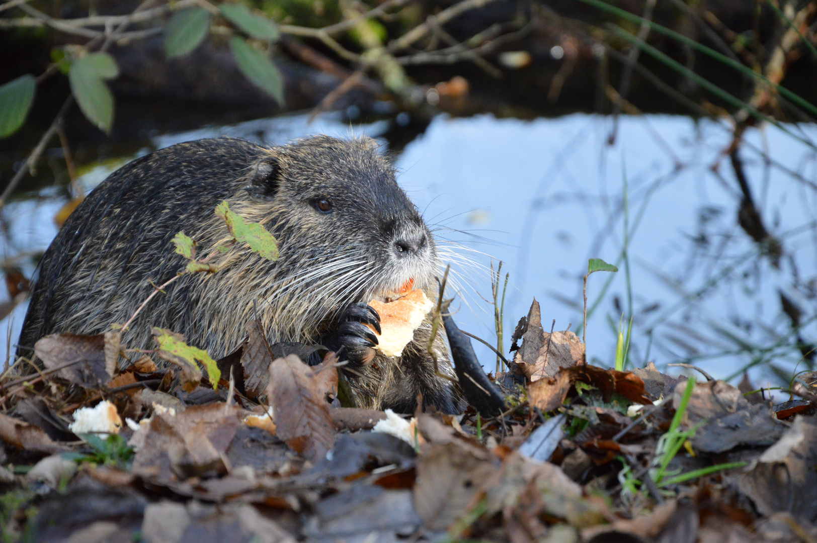 Nutria