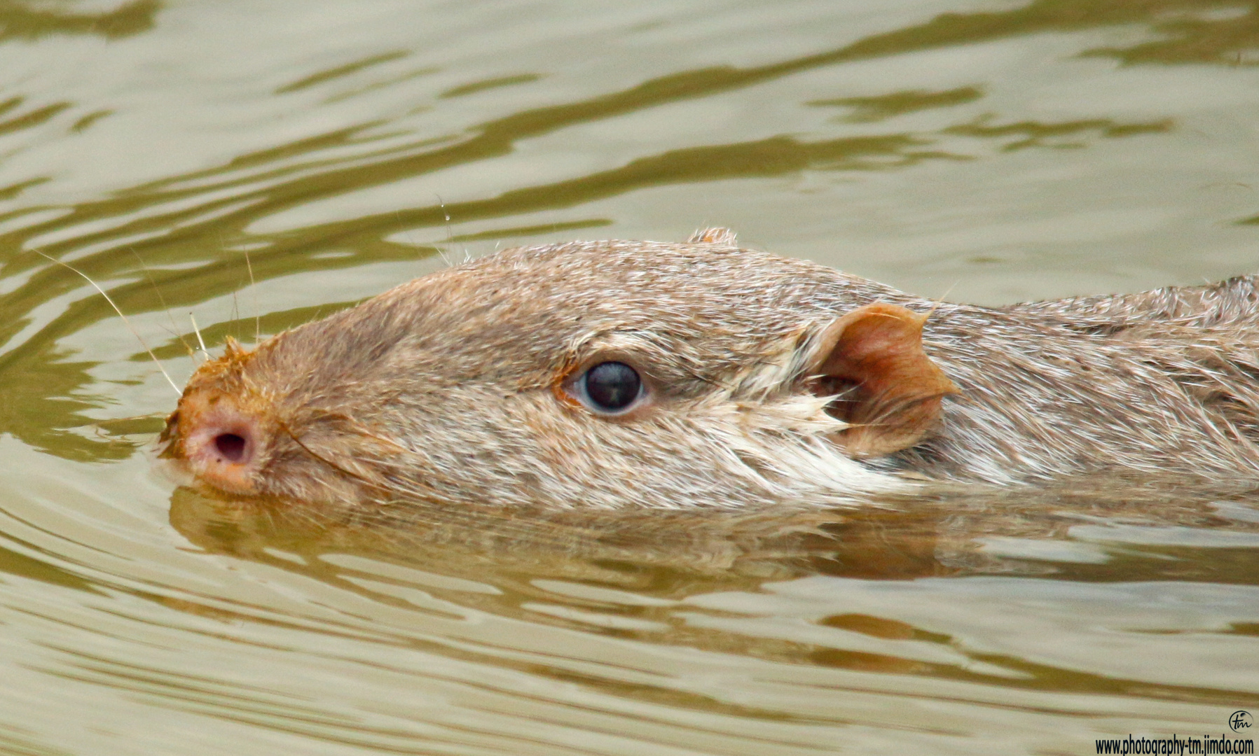 Nutria