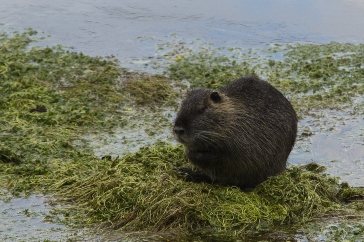 Nutria 