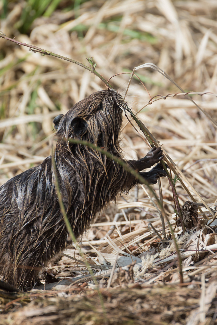 Nutria - Ein Jungtier bei der Nahrungssuche