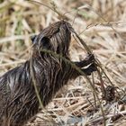 Nutria - Ein Jungtier bei der Nahrungssuche