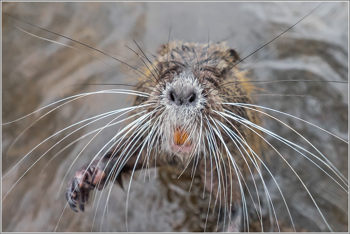 Nutria .... eines muss noch :-)