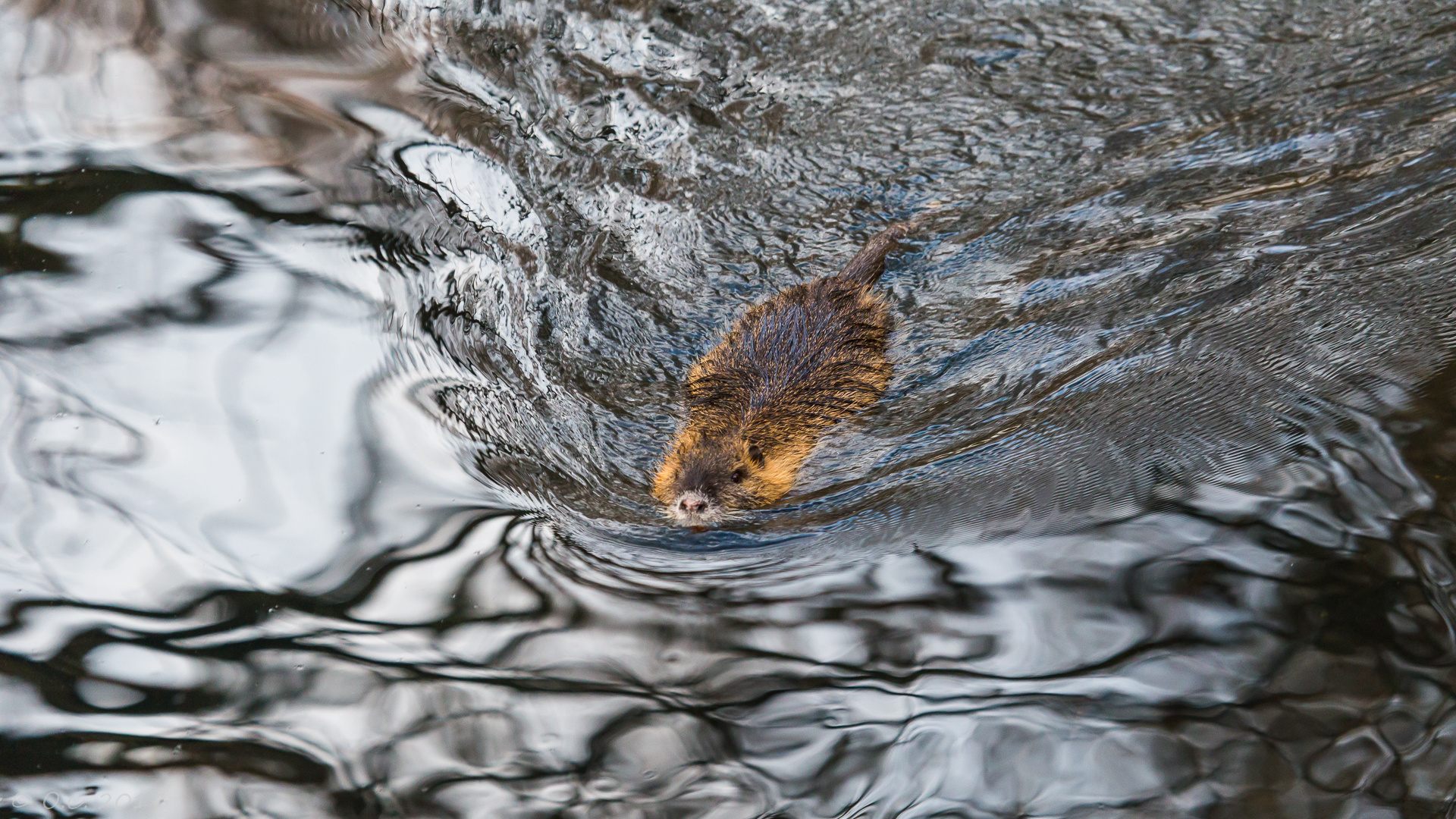 Nutria