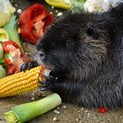 Nutria