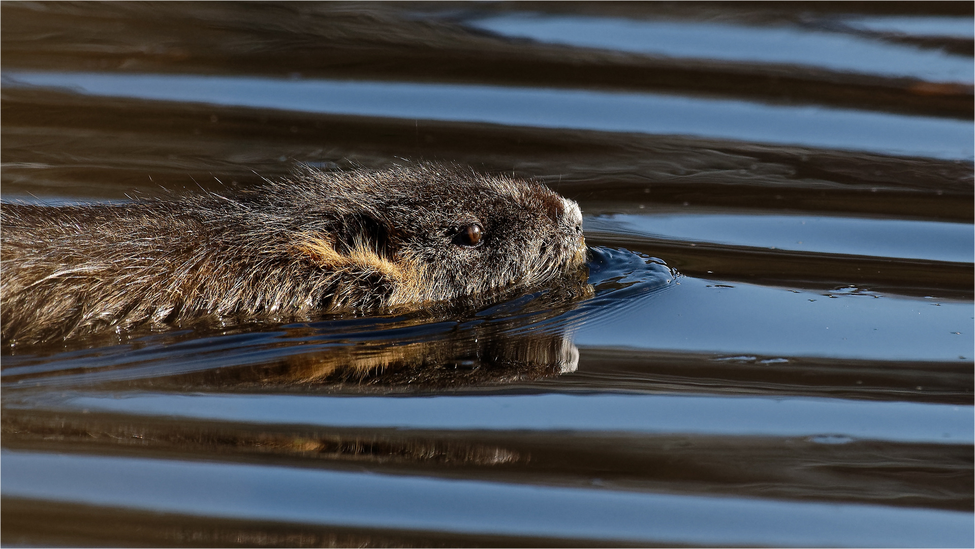 Nutria .. Foto & Bild | natur, nutria, tiere Bilder auf ...