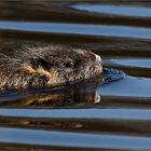 Nutria .. 