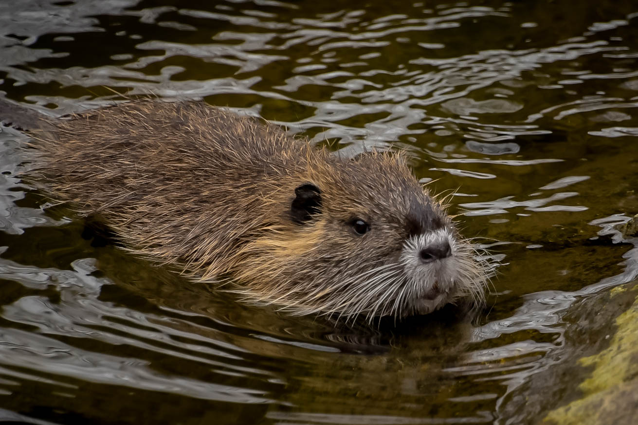 Nutria 