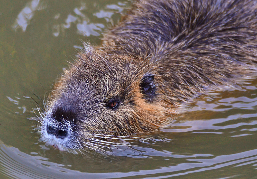 Nutria