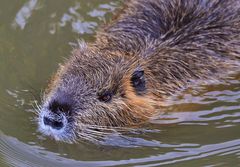 Nutria