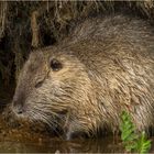 Nutria