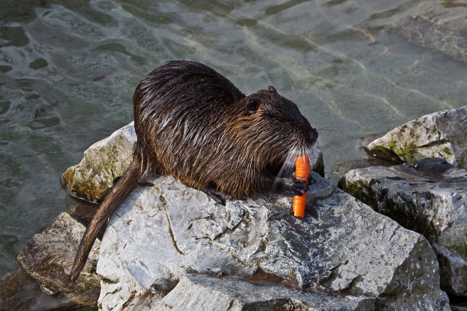 Nutria