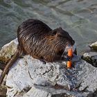 Nutria