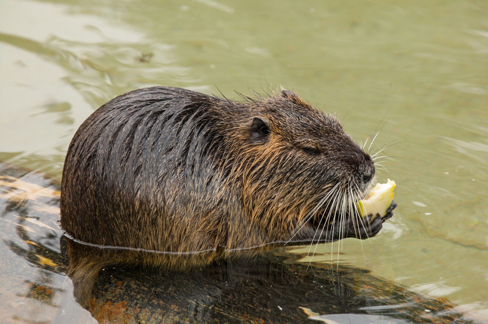 Nutria