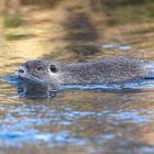 Nutria