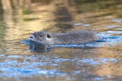 Nutria