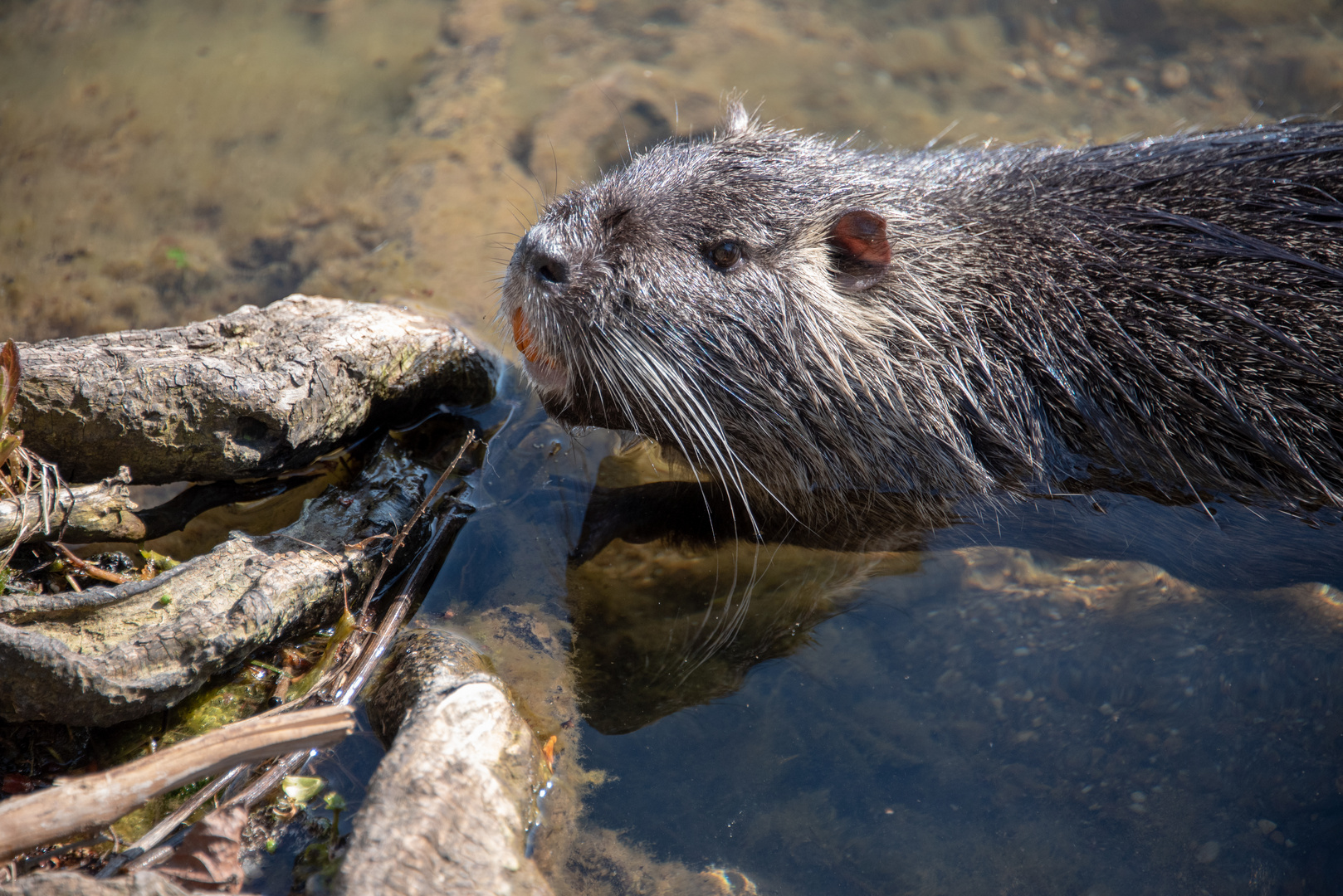 Nutria