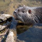 Nutria