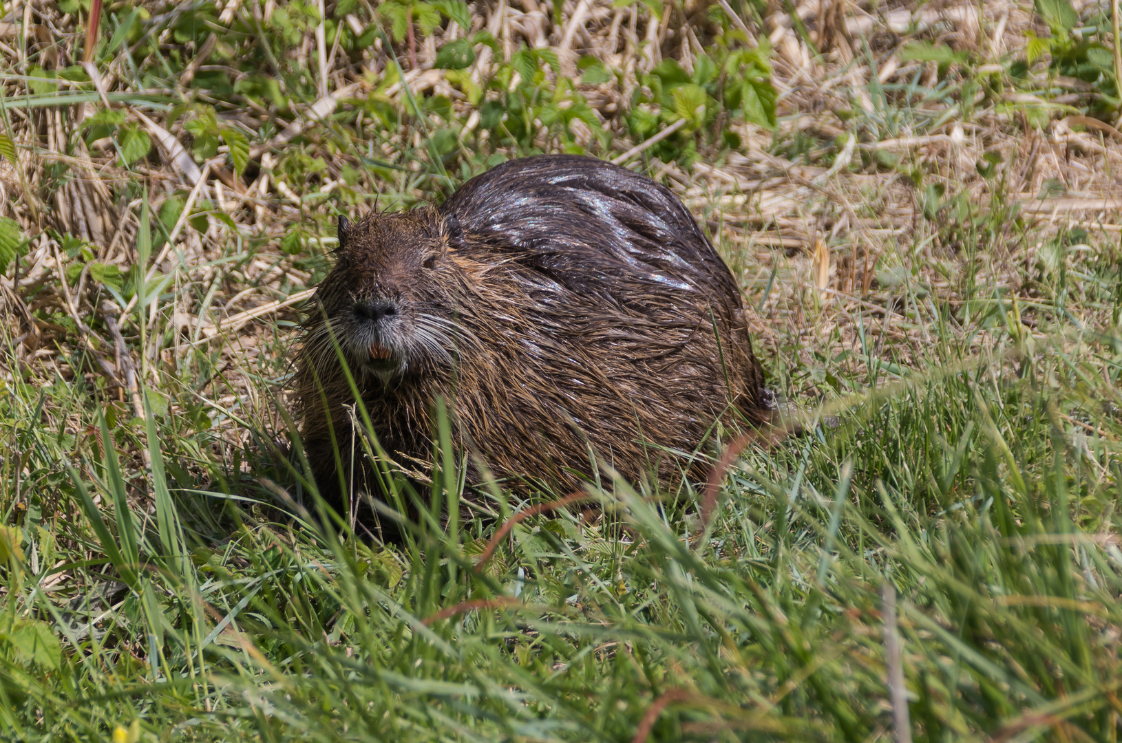 Nutria