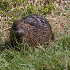 Nutria