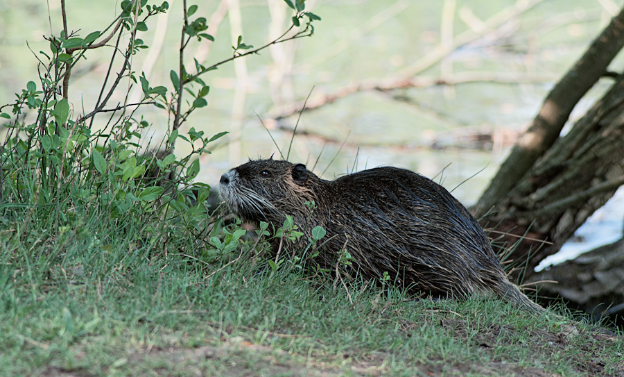 Nutria