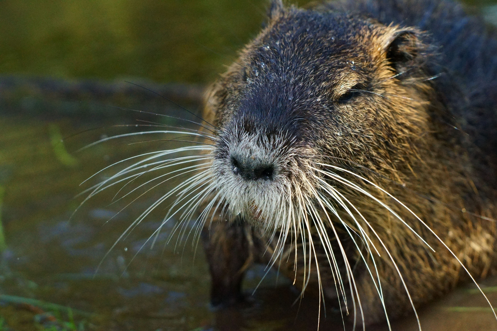 Nutria