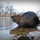 Nutria