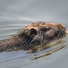 Nutria